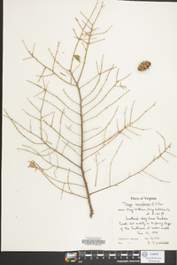 Tsuga canadensis image