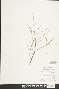 Tsuga canadensis image