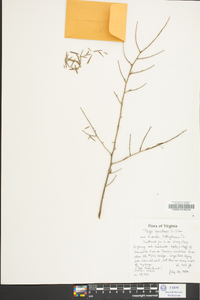 Tsuga canadensis image