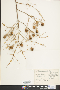 Tsuga canadensis image