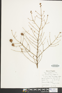 Tsuga canadensis image