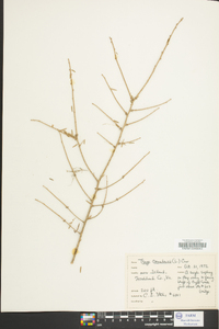 Tsuga canadensis image