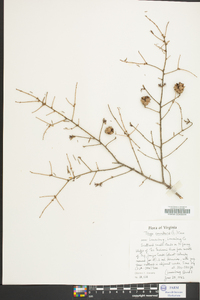 Tsuga canadensis image