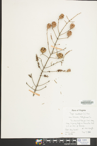 Tsuga canadensis image