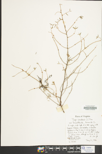 Tsuga canadensis image