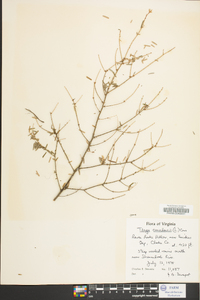 Tsuga canadensis image