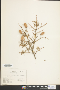 Tsuga canadensis image