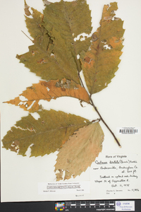 Castanea dentata image