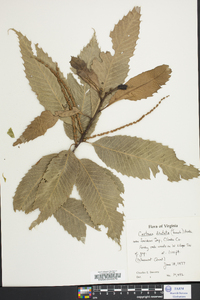 Castanea dentata image