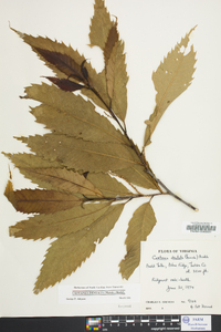 Castanea dentata image