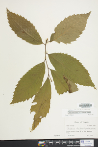 Castanea dentata image