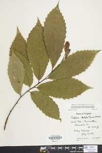 Castanea dentata image