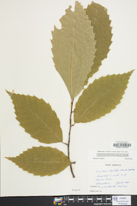 Castanea dentata image