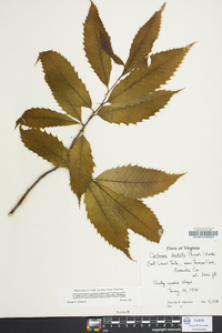 Castanea dentata image