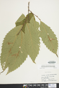 Castanea dentata image