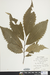 Castanea dentata image