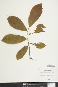 Castanea dentata image