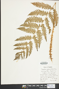 Dryopteris goldieana image