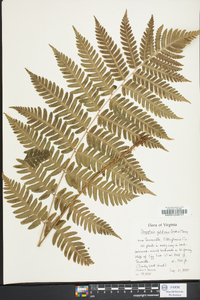 Dryopteris goldieana image