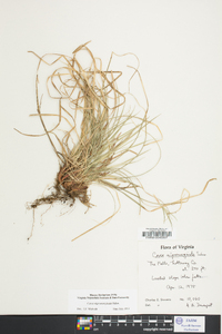 Carex nigromarginata image