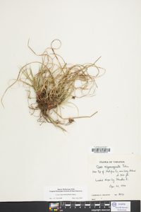 Carex nigromarginata image