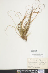 Carex nigromarginata image