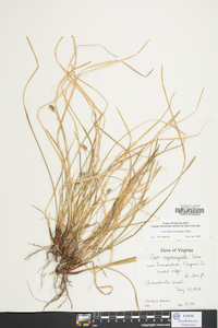 Carex nigromarginata image