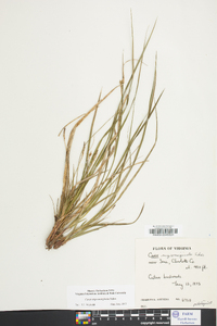 Carex nigromarginata image