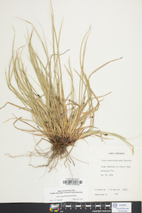 Carex nigromarginata image