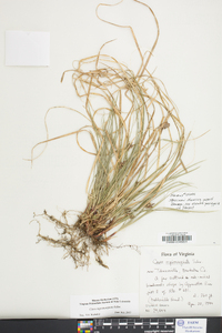 Carex nigromarginata image