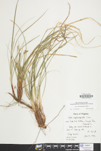 Carex nigromarginata image