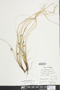 Carex nigromarginata image