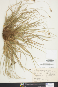 Carex nigromarginata image