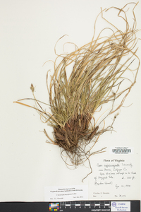 Carex nigromarginata image