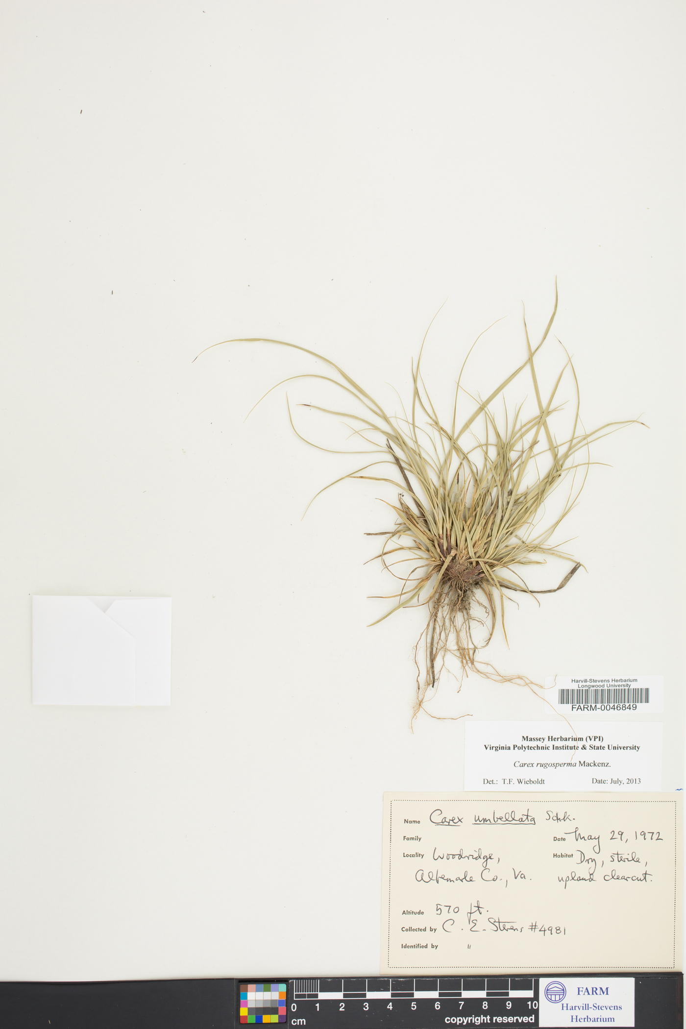 Carex rugosperma image