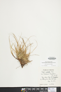 Carex tonsa image