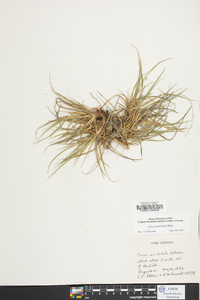 Carex tonsa image