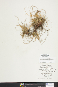 Carex tonsa image