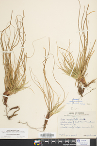 Carex tonsa image