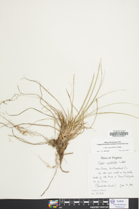 Carex tonsa image