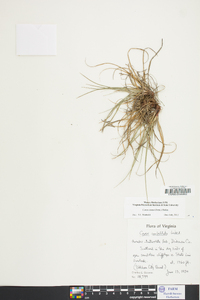 Carex tonsa image