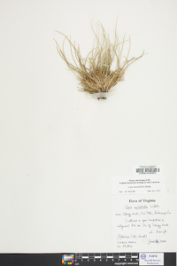 Carex tonsa image