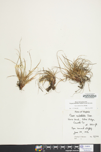 Carex tonsa image