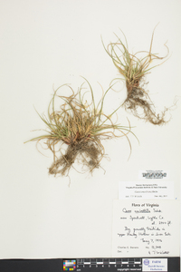 Carex tonsa image