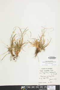 Carex tonsa image