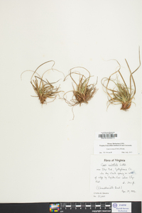 Carex tonsa image