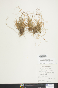 Carex tonsa image