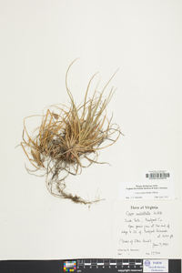 Carex tonsa image