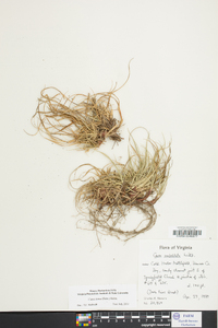 Carex tonsa image