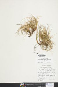 Carex tonsa image